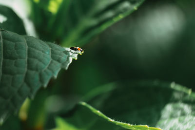 Close-up of insect on leaf