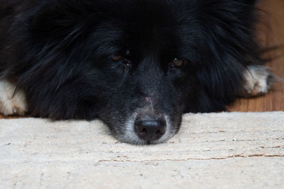 Close-up of dog lying on floor