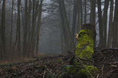 Trees on field in forest