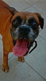 Close-up portrait of dog on floor