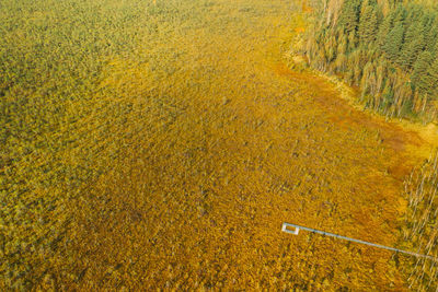 High angle view of agricultural field