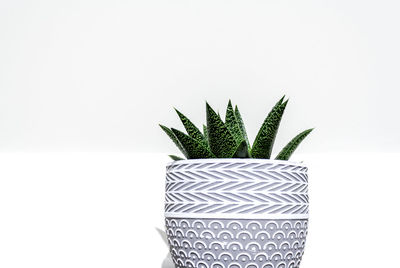 Close-up of potted plant against white background