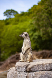 Squirrel sitting on rock