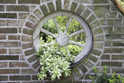 Plants growing on brick wall