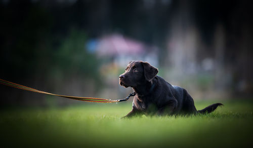 Dog looking away