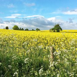 Scenic view of field against sky