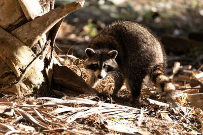 Young raccoon procyon lotor marinus forages for food in naples florida among the forest.