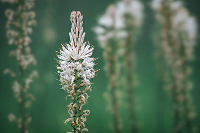 Close-up of white flowering plant
