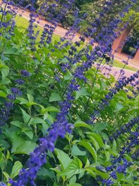 Full frame shot of purple flowers