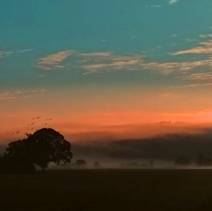 sky, beauty in nature, sunset, cloud - sky, scenics - nature, tranquility, tranquil scene, landscape, environment, orange color, plant, nature, land, field, no people, silhouette, tree, idyllic, non-urban scene, outdoors