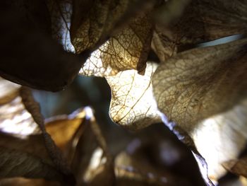 Close-up of leaf