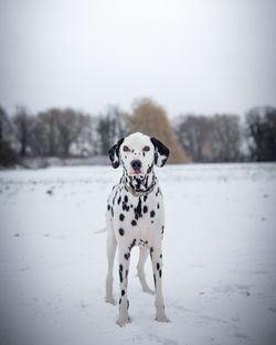 Dog standing in snow