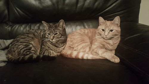 Portrait of cat sitting on sofa at home