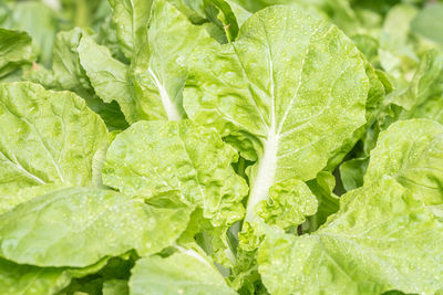 Close-up of green leaves