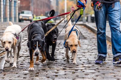 Low section of person walking with dogs on street