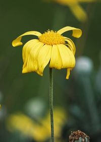 Close-up of yellow flowering plant