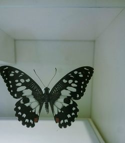 butterfly - insect