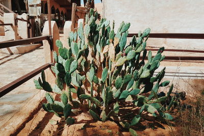 Cactuses growing on field