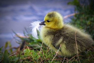 Close-up of a bird canada goose goslings with feather 