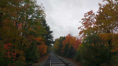 Road passing through forest