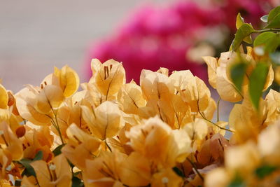 Close-up of yellow roses