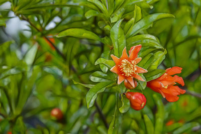 Close-up of orange flowering plant