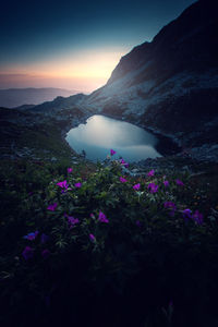 Purple flowering plants by mountains against sky during sunset