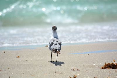 Rear view of seagull on beach looking at sea