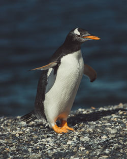 Penguin perching at beach