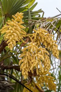 Low angle view of flowers growing on tree