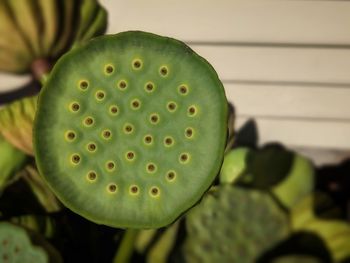 Close-up of prickly pear cactus