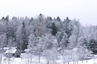 Close-up of snow covered trees against clear sky