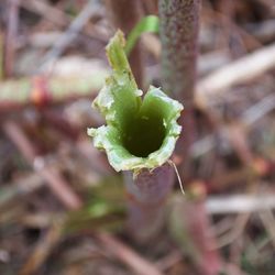 Close-up of plant