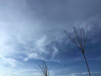Low angle view of stalks against blue sky