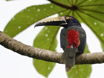 bird