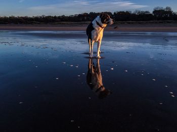 Dog in water