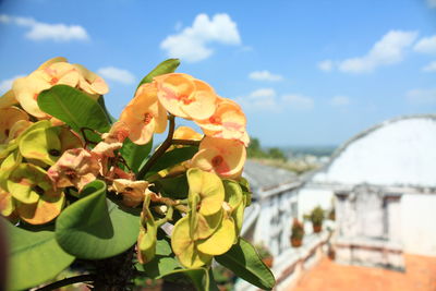 Close-up of flowering plant against sky