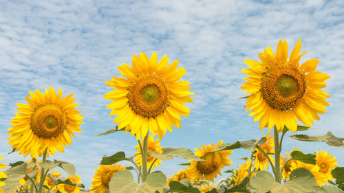 Close-up of sunflowers growing on field against cloudy sky