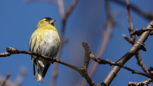 Low angle view of bird perching on branch against sky