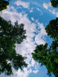 Low angle view of trees against sky