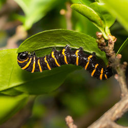 Close-up of insect on plant