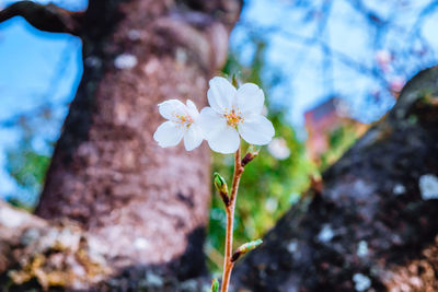 Close-up of white cherry blossom on rock