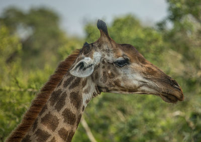 Close-up of giraffe