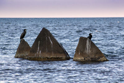 Scenic view of sea against the sky with cormorants on concrete stones