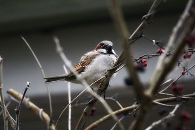 Close-up of bird perching on twig