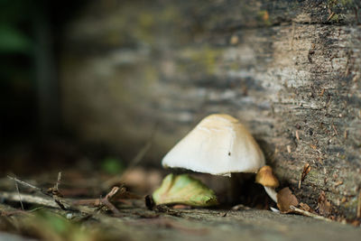 Close-up of mushroom growing on field