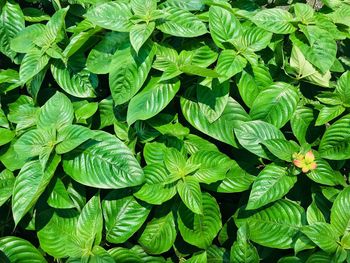 Full frame shot of green leaves