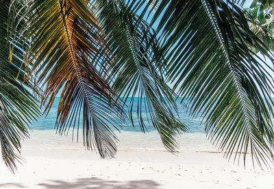 Palm trees on beach against sky