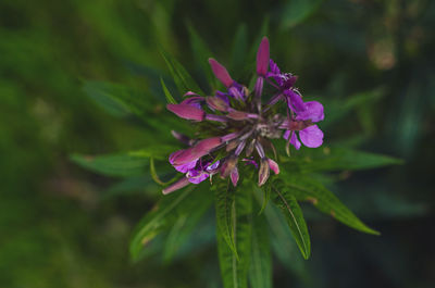 Close-up of pink flowering plant