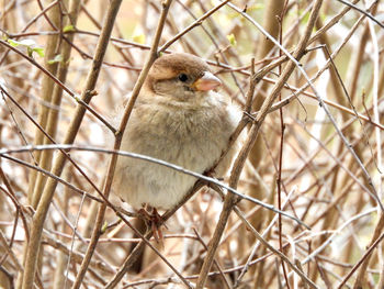 Close-up of bird perching outdoors